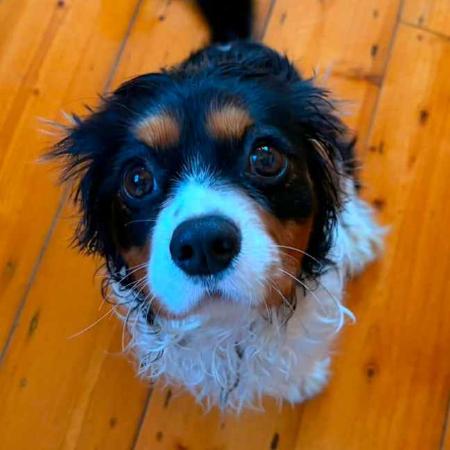 Photo of Lucky