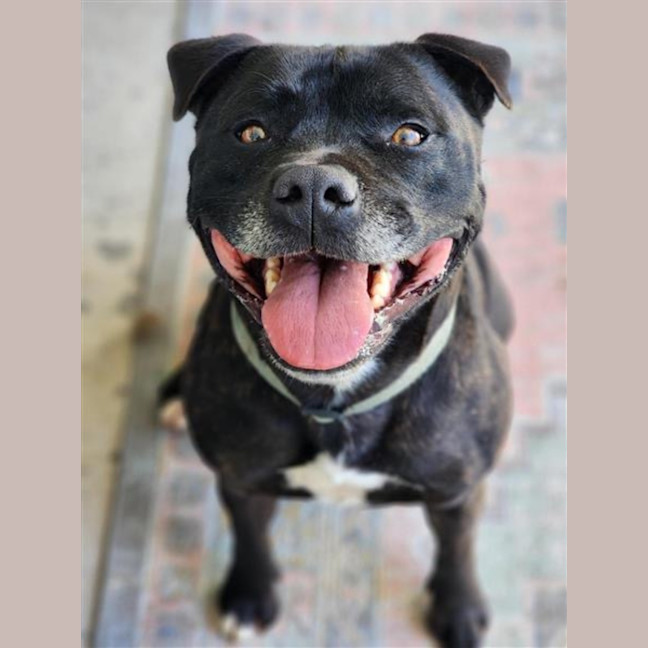 Photo of 🏈 Max 6706 🏈