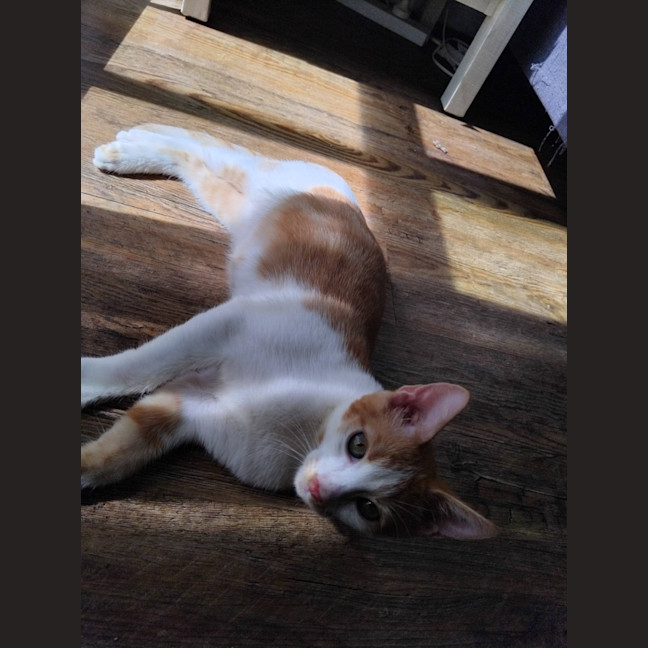 Photo of Ducky