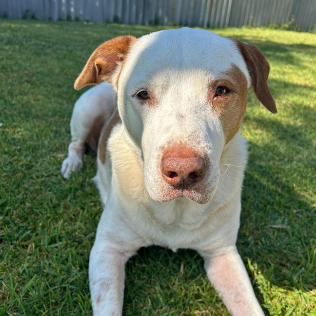 Photo of Chief