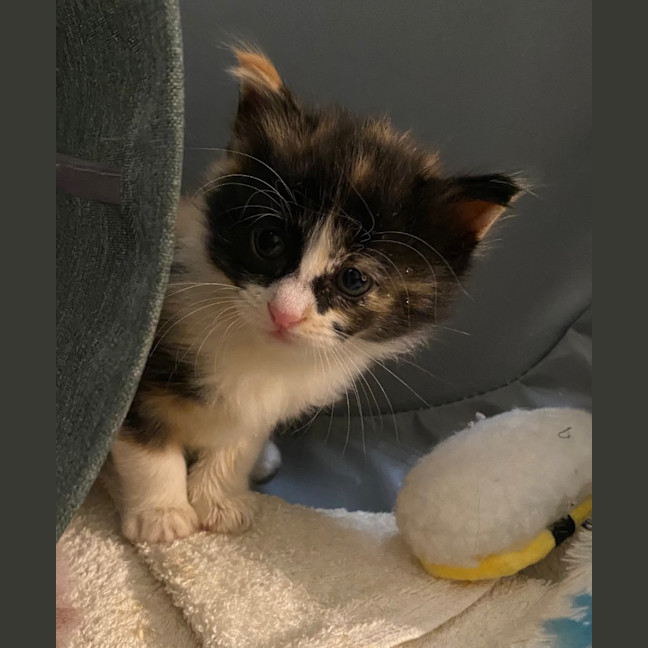 Photo of Hadley Parker