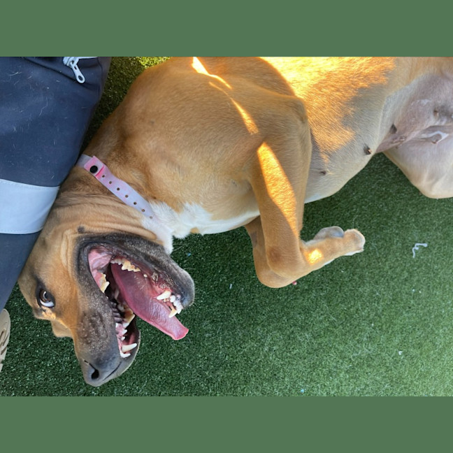 Photo of Honey Imp 1269