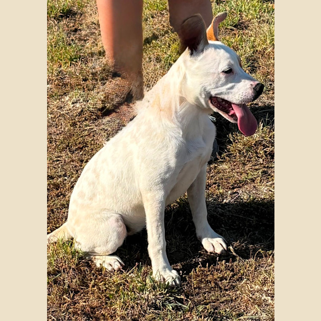 Photo of Twistie