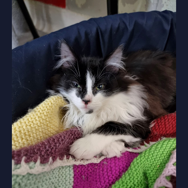 Photo of Cosmo