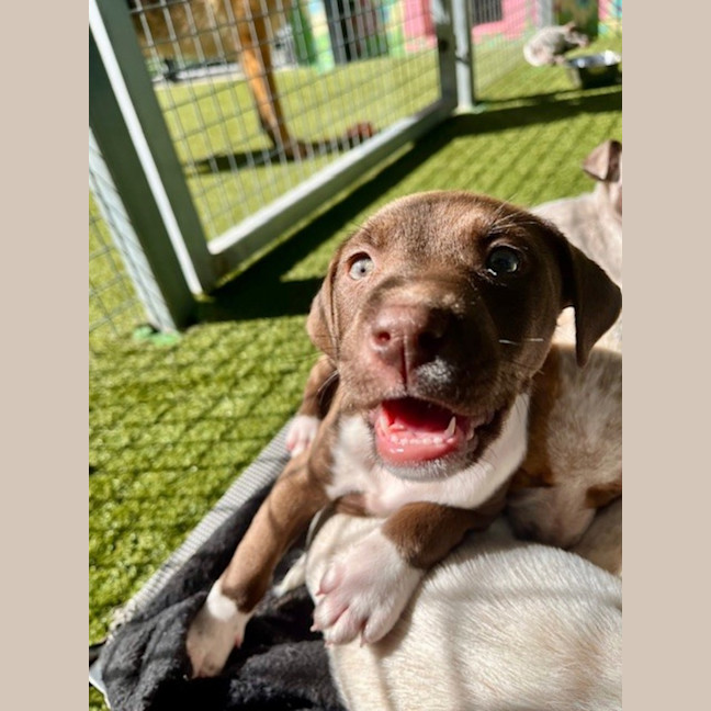 Photo of D1176 Cinnamon