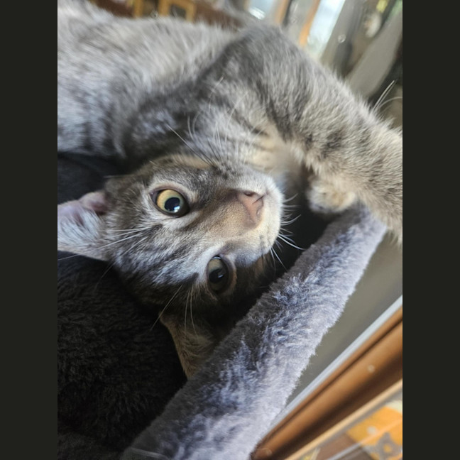 Photo of Clooney ** 2nd Chance Cat Rescue**