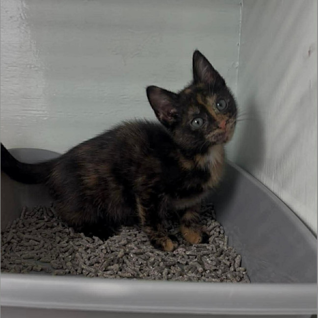 Photo of Belle