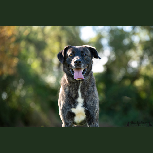 Photo of Cookie