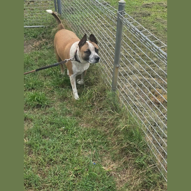 Photo of Buddy