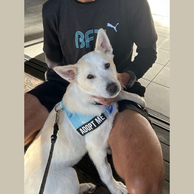 Photo of Azlan   5 Month Old Border Collie X Shepherd