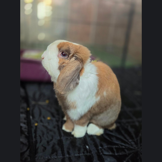 Photo of Snuggles