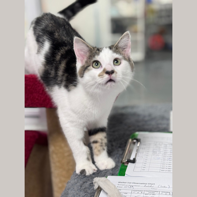 Photo of Oreo