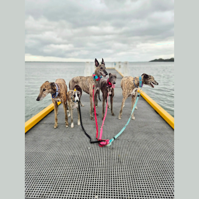 Photo of Alfie, The Greyhound