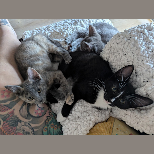 Photo of Nyx