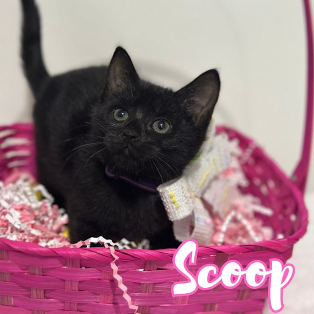Photo of Scoop