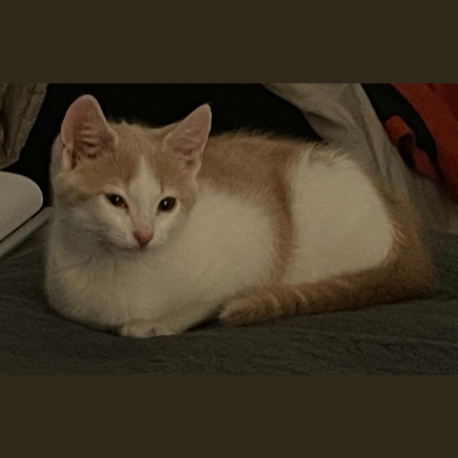Photo of Ozzie**2nd Chance Cat Rescue** (Elliot)