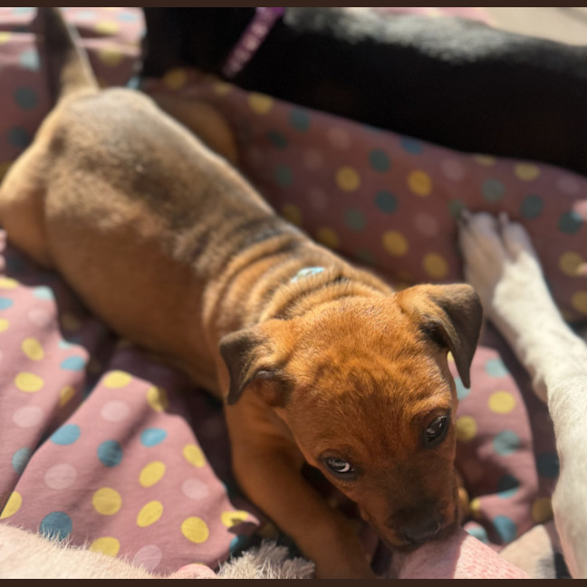 Photo of Groot   9 Week Old Staffy X