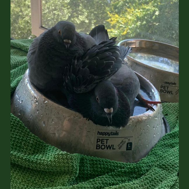 Photo of Pidge And Purse 