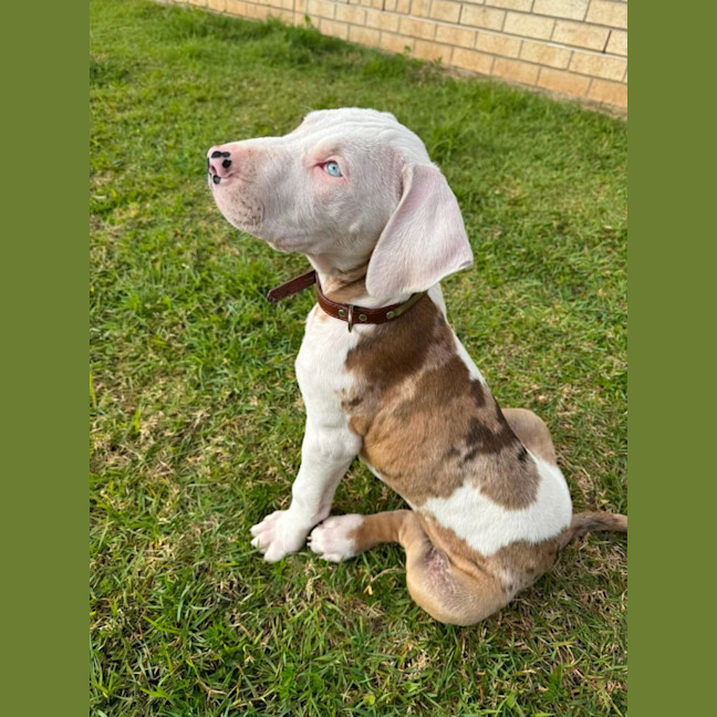 Photo of Domino