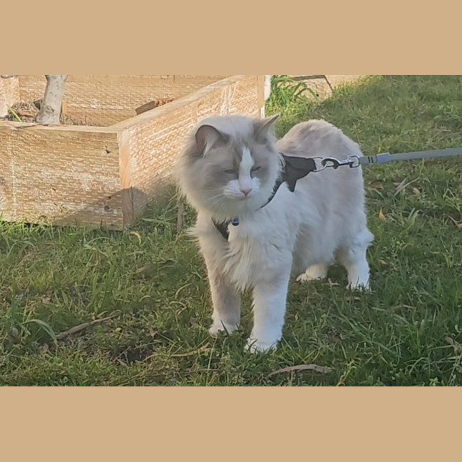 Photo of Bibble