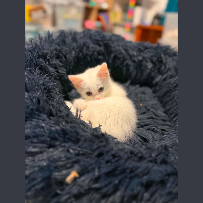Photo of Pickle