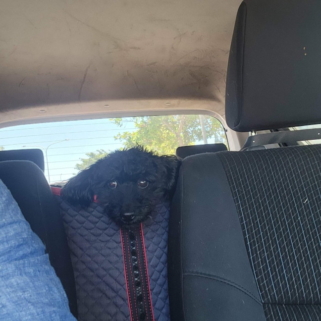 Photo of Angus 
