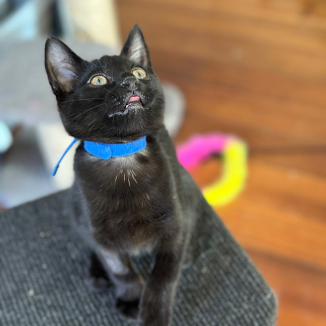 Photo of 💙 Moose 💙