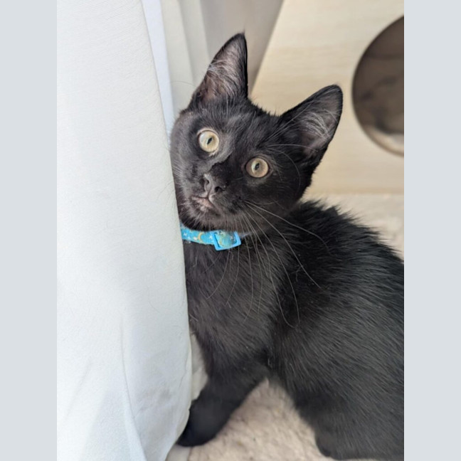 Photo of Bean