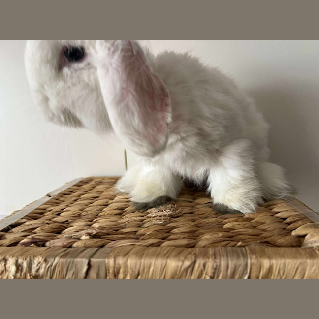 Photo of Chip