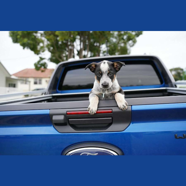 Photo of Roo   7 Week Old Cattle Dog X Kelpie