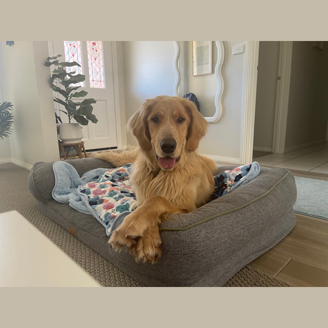 Photo of Basil