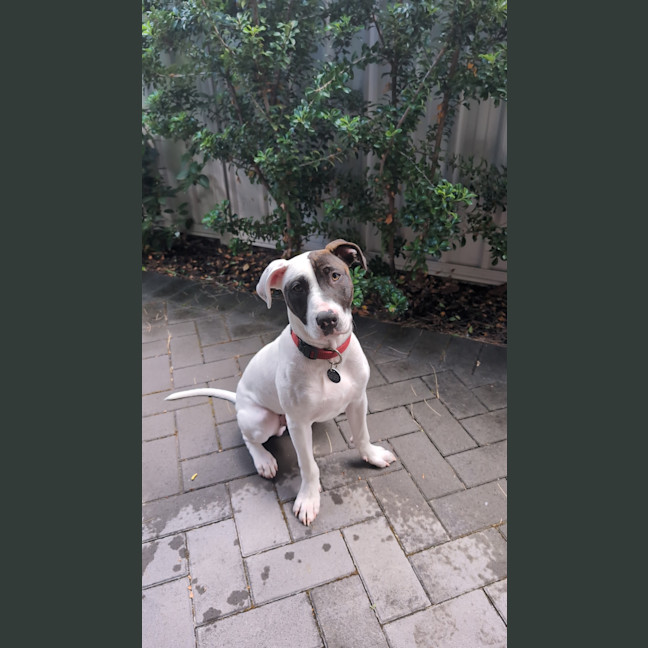 Photo of Mocha
