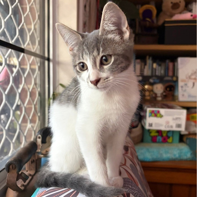 Photo of Havarti