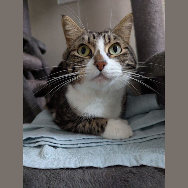 Photo of Maple
