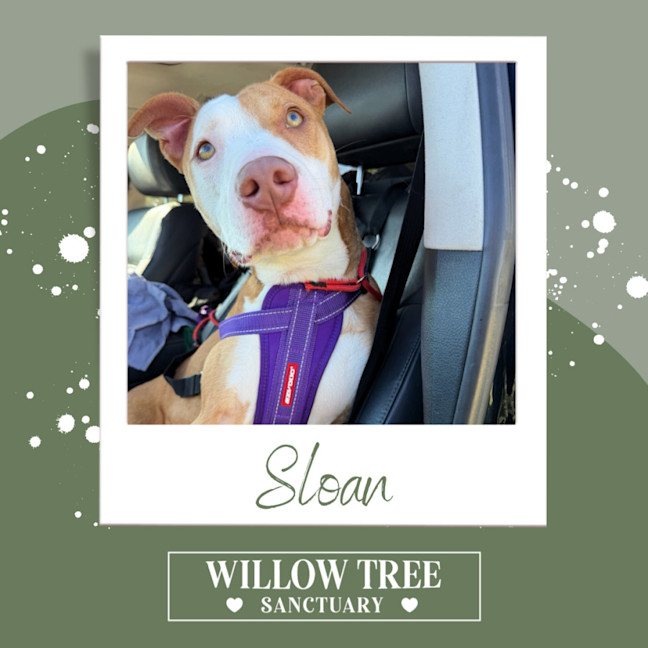 Photo of Sloan
