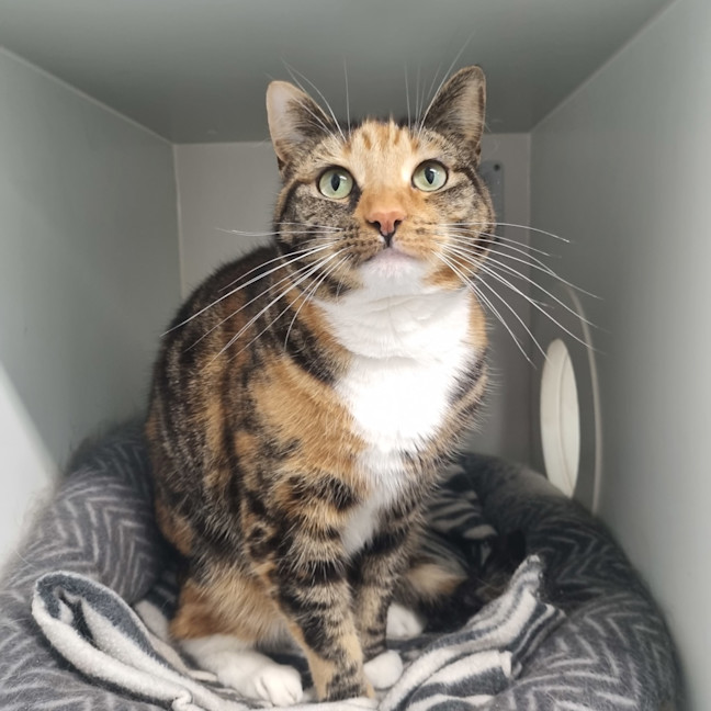 Photo of Scarlet