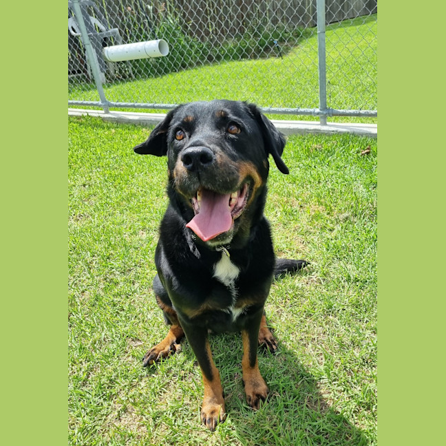 Photo of Brandy