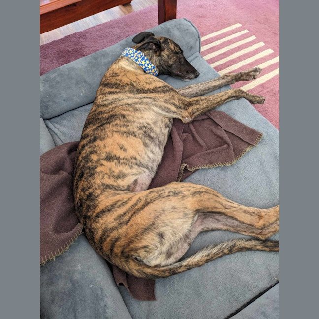 Photo of Jules, The Greyhound