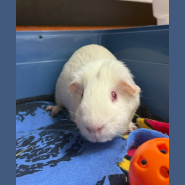 Photo of Gidget
