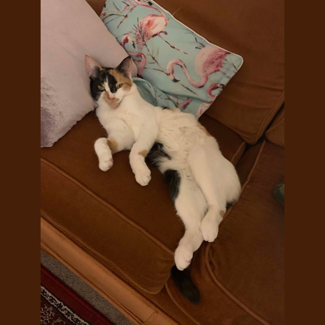 Photo of Maia   Located In Preston