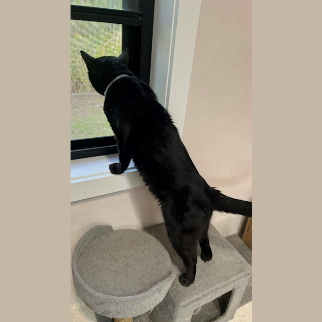 Photo of Santana (9993)