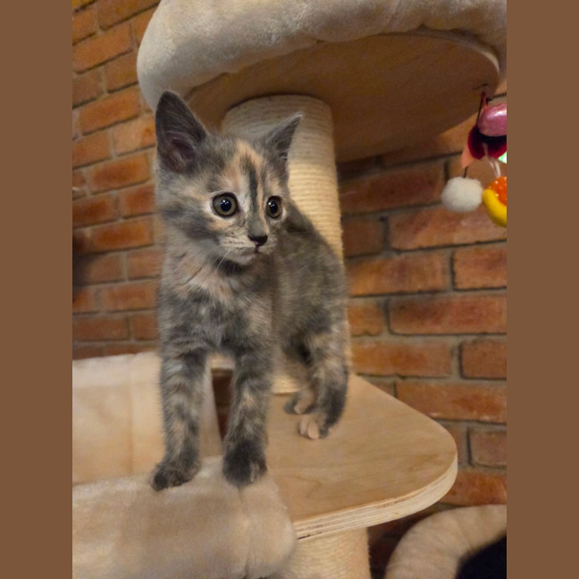 Photo of Buttercup