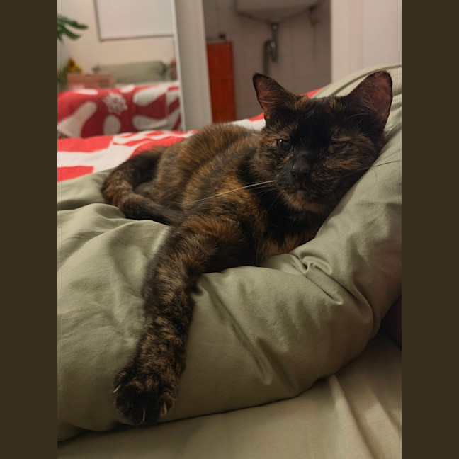 Photo of Muffin 🧁