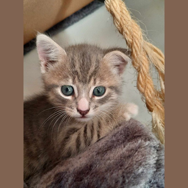 Photo of Rambo
