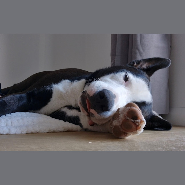 Photo of Ollie