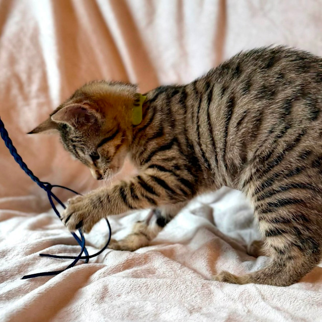 Photo of Muffin   In Foster Care In Fitzroy North