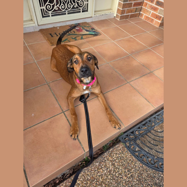 Photo of Nala 