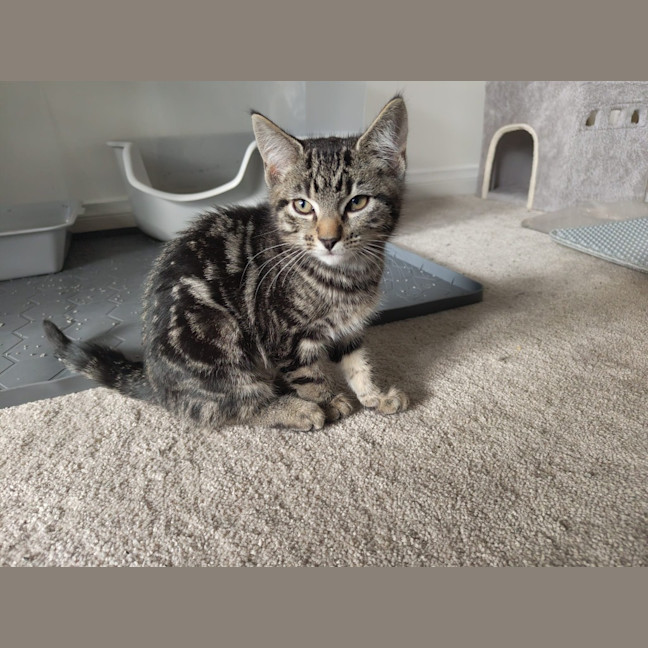 Photo of Oolong