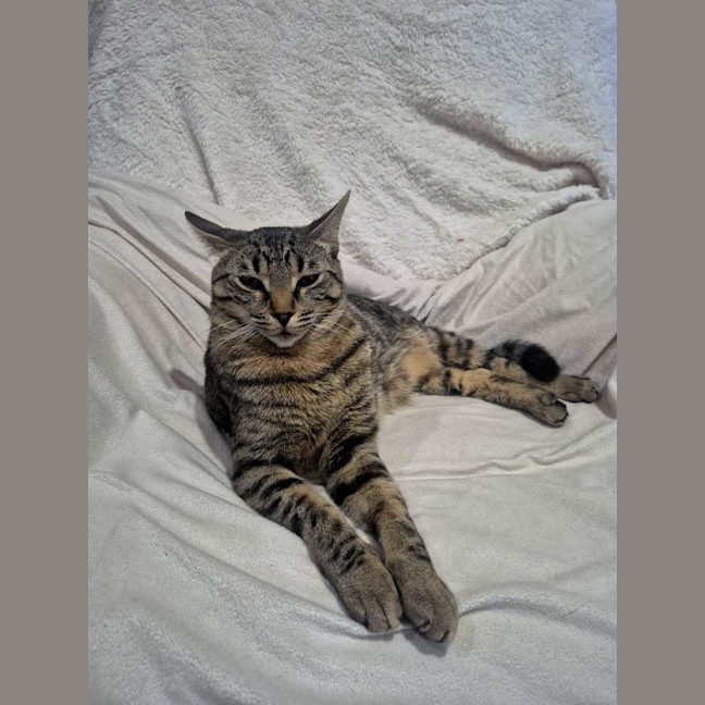 Photo of Simba