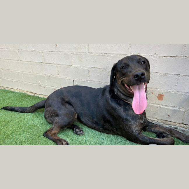 Photo of Charlotte 🌺 13 Month Old, Koolie X Labrador 